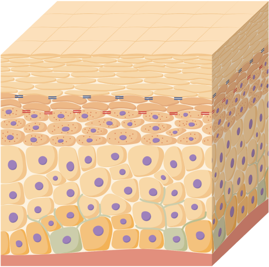 illustrated macro view of young skin